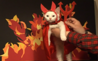 Devil Cat