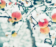 Apples in the snow