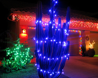 Christmas cactus