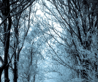 Dark snowy trees