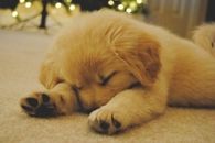 Cute Puppy