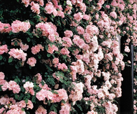 Pink rose wall