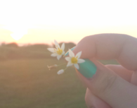 Sunset and flowers