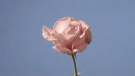 Blossom gif
