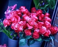 Hot pink roses