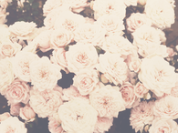 Vintage Roses