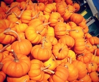 Pumpkins