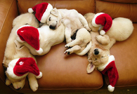 Sleeping santa puppies