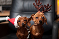 Doggy reindeer