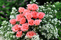 Pink roses