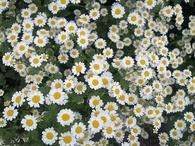 Daisies