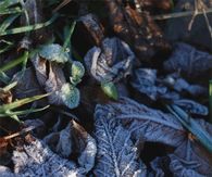 Frost bitten leaves