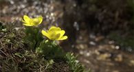 Running stream and flowers