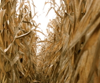 Cornfields 