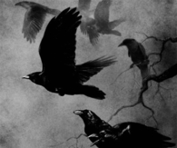 Flock of crows