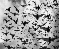 Flock of bats