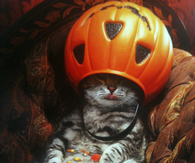 Greedy cat