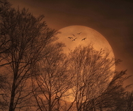 Orange sky