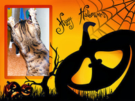 Happy Halloween