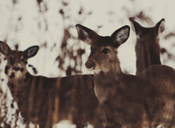 Christmas Reindeer