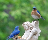 Bluebirds