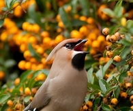 Cedar Waxwing
