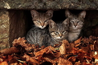 Three kittens