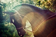 Sun horse
