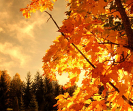 Orange nature
