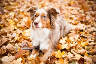Dog resting in autumn leaves