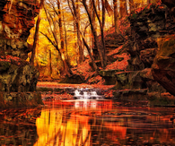 Amazing wooded lake