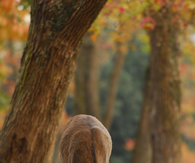 Lone deer