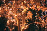 Autumn leaves and lights