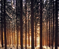 Sun peeking 