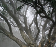 Huge tree