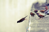 Diving bird
