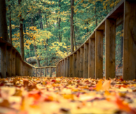 Crisp fall leaves