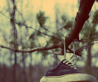 Vans on the tree
