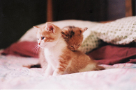 Sweet kittens