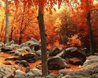 Sweet autumn