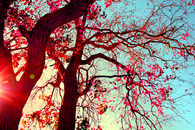 Twisted tree branches
