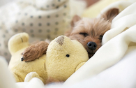 Cuddle pup