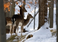 Winter deer
