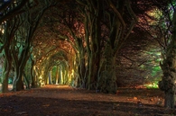 Fairytale Tree Tunnel!