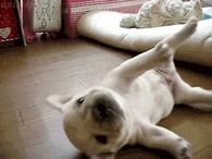 Rolling pug