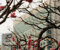 Pink cherry blossoms