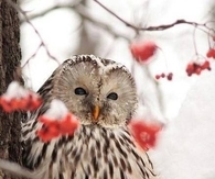 Winter owl