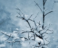Bird on a branch