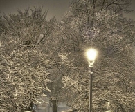 Snowy trees