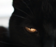 Black cat gold eyes